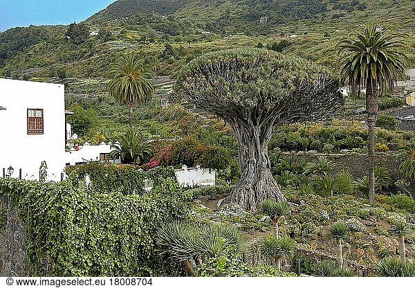 Drago Milenario  Canary Islands  Europe  Dragon Tree  Icod de los Vinos  Tenerife  Spain  Europe
