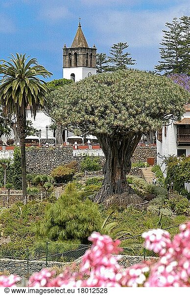 Drago Milenario  Canary Islands  Europe  Dragon Tree  Icod de los Vinos  Tenerife  Spain  Europe