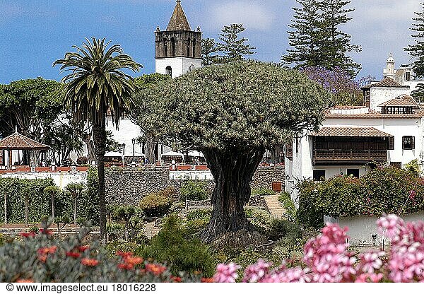 Drago Milenario  Kanarische Inseln  Europa  Drachenbaum  Icod de los Vinos  Teneriffa  Spanien  Europa