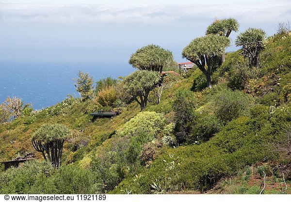 Drago or Canary Islands dragon tree (Dracaena draco) is a tree-like plant native of Macaronesia Region. Las Tricias  Garafia  La Palma Island  Canary Islands  Spain.