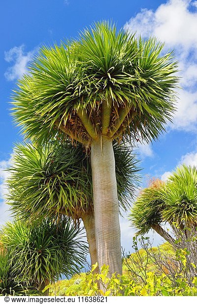 Drago tree. La Palma. Canary islands