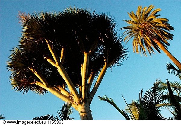 Drago und Palm Tree. Gran Canaria. Kanarischen Inseln. Spanien