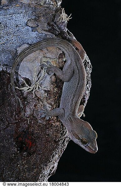 Dragon-blood Tree's Gecko (Hemidactylus dracaenacolus) adult  on Dragon-blood Tree (Dracaena cinnabari) trunk  Socotra  Yemen  Asia