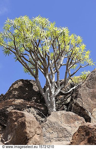Dragon tree (Dracaena draco) between rocks  La Gomera  Spain  Europe