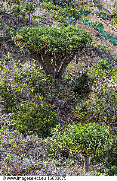 Dragon tree (Dracaena draco) on the island of Tenerife in the Canaries. The dragon tree is a very rare tree in the wild in the Canaries - critically endangered species - Anaga Peninsula - Tenerife - Canary Islands