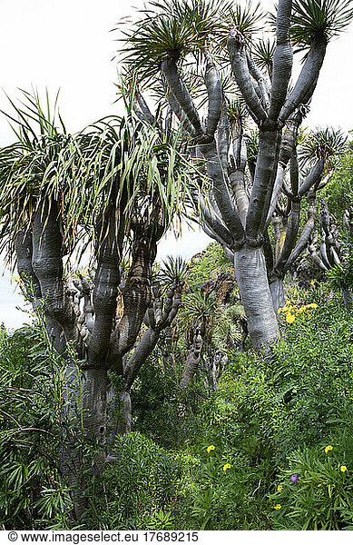 Dragon trees in forest  Grand Canary  Canary Islands  Spain
