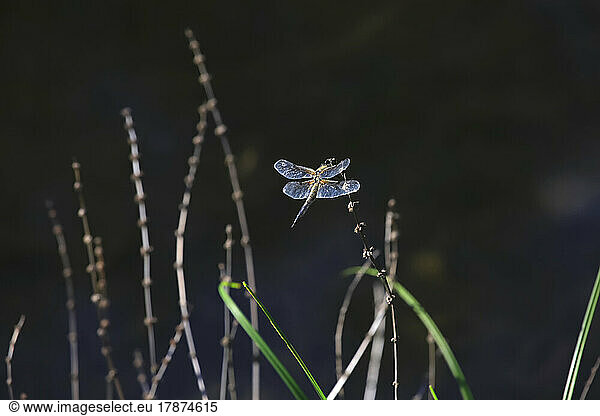 Dragonfly perching on plant stem