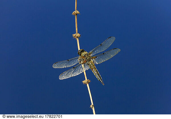 Dragonfly perching on plant stem against clear blue sky at dusk