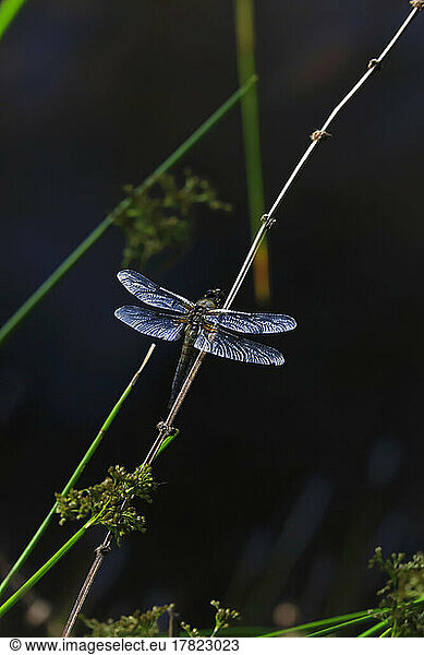 Dragonfly perching on plant stem at night