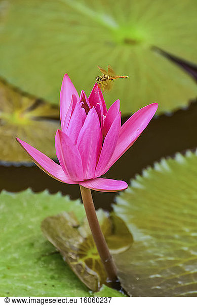 Thailand Un Total De Photos Seite 13 A Imageselect Banque De Photos Et Images De Microstock