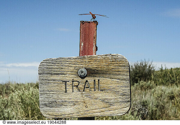 Dragonfly sitting on top of trail sign along Ruby Crest National Recreation Trail  Elko  Nevada  USA