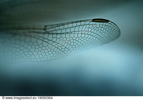 Dragonfly wing  Maine.