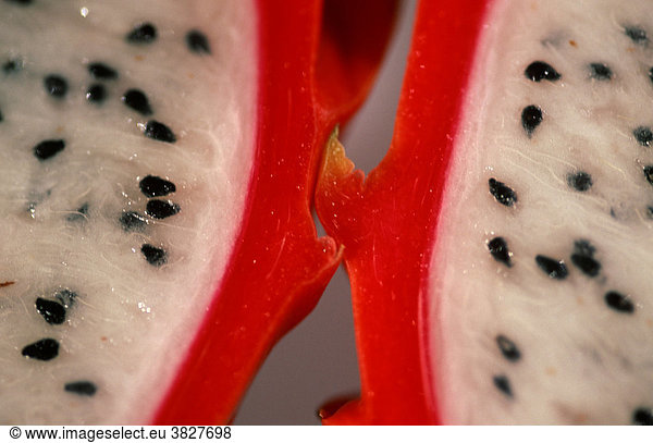 Dragonfruit (Selenicereus megalanthus) Pitahaya