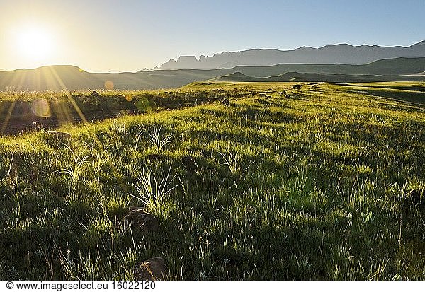 Drakensberg-Szenerie in der Region Cathedral Peak im Ukhahlamba Drakensberg Park. KwaZulu Natal. Südafrika.