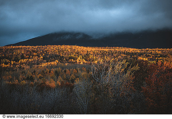 dramatic fall morning light on the forests of northern Maine