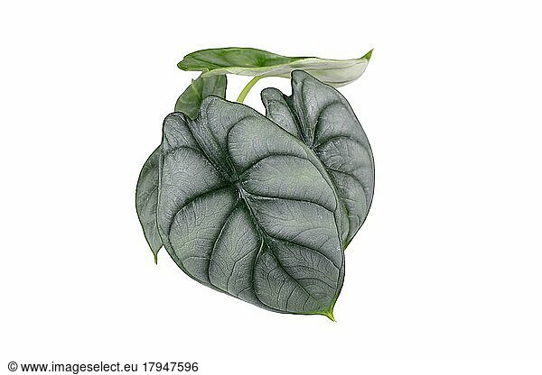 Draufsicht auf die exotische Zimmerpflanze 'Alocasia Baginda Silver Dragon' auf weißem Hintergrund