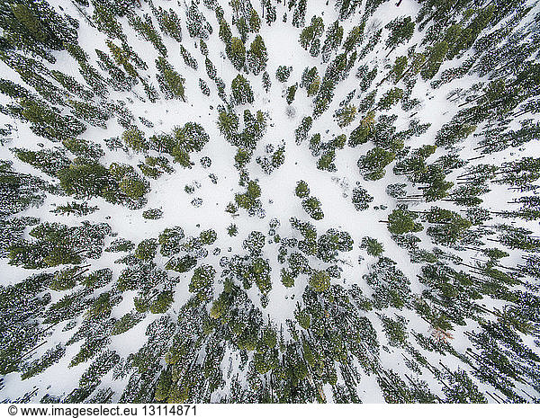 Draufsicht auf schneebedeckten Wald