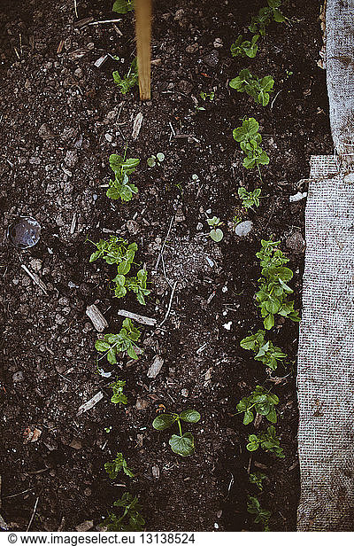 Draufsicht auf Setzlinge im Gemeinschaftsgarten
