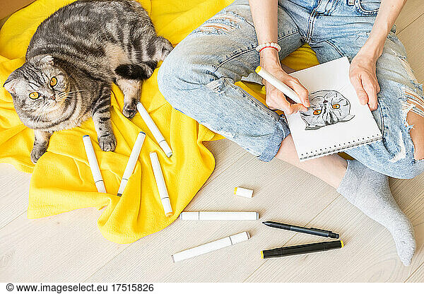 Drawing at home. A girl in blue jeans sketch a gray fold cat with yell