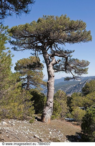 Drehzahlmesser  hoch  oben  Europa  geben  Kiefer  Pinus sylvestris  Kiefern  Föhren  Pinie  Original  7  sieben  Andalusien  Spanien
