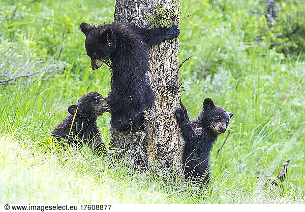 Drei amerikanische Schwarzbärenjunge (Ursus americanus) lernen im Yellowstone-Nationalpark  auf eine Douglasie (Pseudotsuga menziesii) zu klettern. Der Amerikanische Schwarzbär ist eine von acht Bärenarten auf der Welt und eine von drei auf dem nordamerikanischen Kontinent; Wyoming  Vereinigte Staaten von Amerika