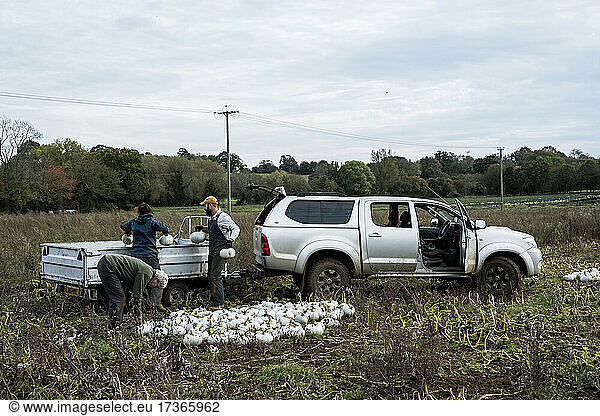 Drei Arbeiter stehen auf einem Feld und laden frisch gepflückte weiße Kürbisse auf einen Lastwagen.