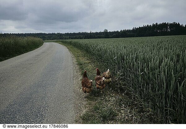Drei ausgerissene Hühner eines Bio-Bauernhof bei Buchendorf in Oberbayern  Deutschland  Europa