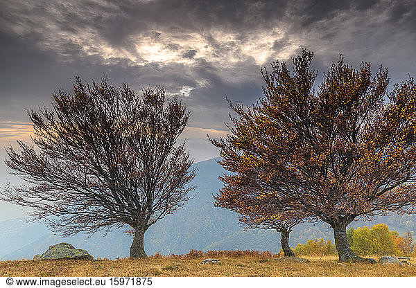Drei Bäume bei Sonnenuntergang im Herbst  Lombardei  Italien  Europa
