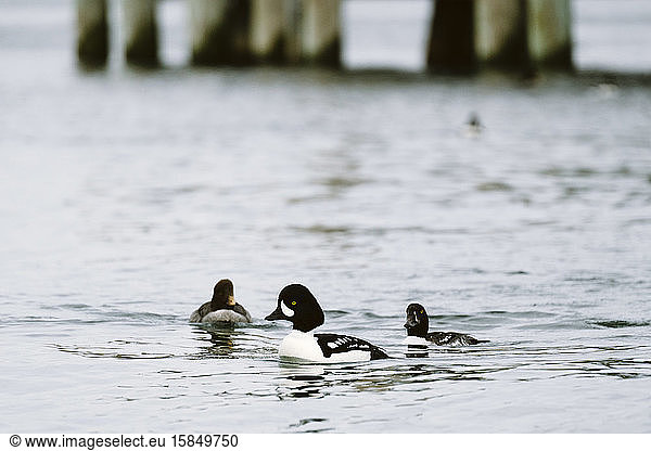 Drei Barrow's Goldeneye Enten schwimmen im Puget Sound