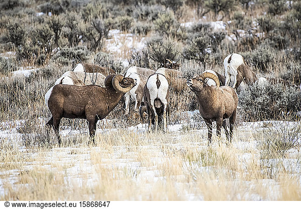 Drei Dickhornschaf-Böcke (Ovis canadensis) stehen sich während der Brunftzeit im North Fork of the Shoshone River Valley in der Nähe des Yellowstone National Park gegenüber; Wyoming  Vereinigte Staaten von Amerika