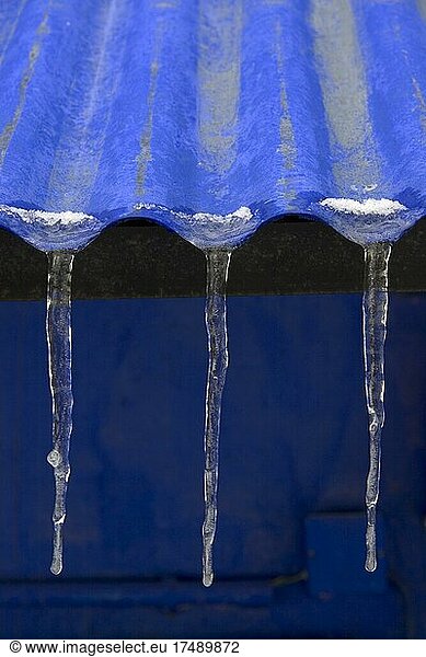 Drei Eiszapfen an Dach aus blauem Wellblech  gefrorene Regentropfen an Hausdach  Frost