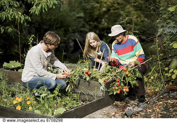 Drei Generationen Weibchen Gartenarbeit im Hof