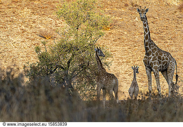 drei Giraffen stehen in einem Canyon bei Sonnenuntergang in der Vegetation