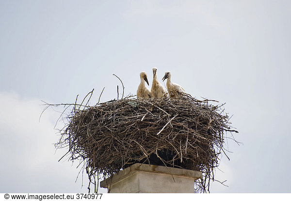 Drei Jungstörche auf einem Nest,  Krumbach,  Niederösterreich,  Österreich,  Europa