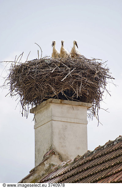 Drei Jungstörche (Ciconiidae) auf einem Nest  Krumbach  Niederösterreich  Österreich  Europa