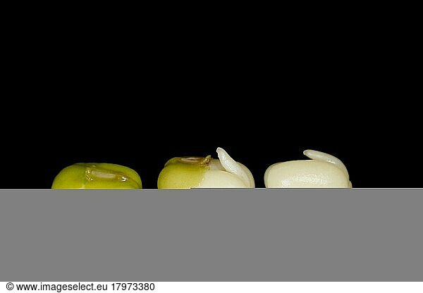 Drei keimende Mungobohnen (Vigna radiata)  Studiofotografie mit schwarzem Hintergrund