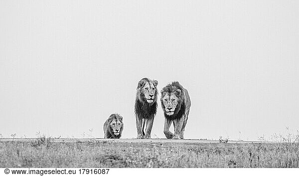Drei männliche Löwen  Panthera Leo  auf einem Gebirgskamm  Blick auf den Kopf  schwarz-weißes Bild.