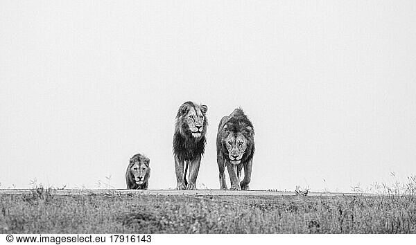 Drei männliche Löwen  Panthera Leo  auf einem Gebirgskamm  Blick auf den Kopf  schwarz-weißes Bild.