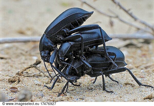 Drei Mistkäfer übereinander  Schwarzkäfer (Eleodes)  Ménage à trois  Dreiecksbeziehung  flotte Käfer  schwarze Käfer bei der Paarung  Andalusien  Spanien  Europa