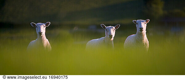 Drei Schafe im Feld schauen in die Kamera