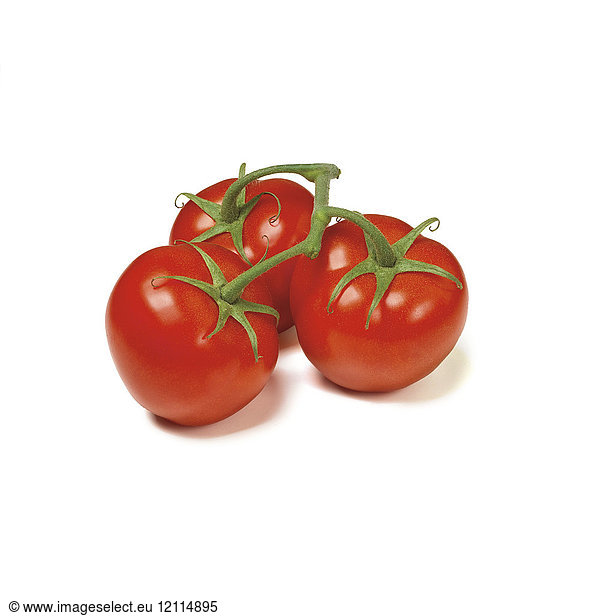 Drei Tomaten an der Rebe auf einem weißen Hintergrund