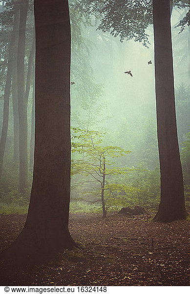 Drei Vögel fliegen im nebligen Wald