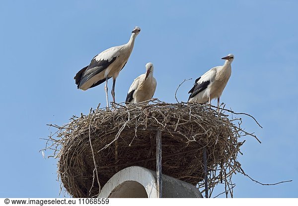 Drei Weißstörche (Ciconia ciconia) im Nest auf einem Dach  Rust  Neusiedler See  Burgenland  Österreich  Europa