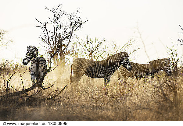 Drei Zebras in der Savanne