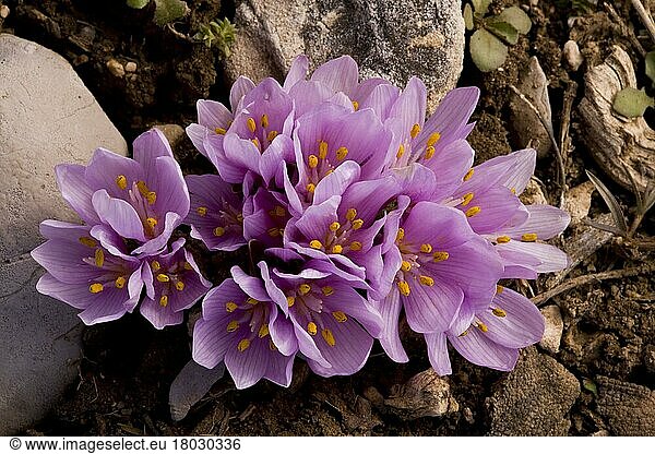 Dreiblättrige Zeitlose (Colchicum triphyllum)  Liliengewächse  Colchicum flowering  Bey Dagi  Antalya Province  Southern Turkey