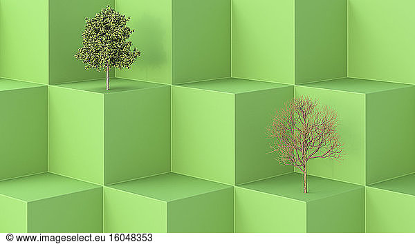 Dreidimensionales Rendering von einem grünen und einem kahlen Baum auf grünen Würfeln