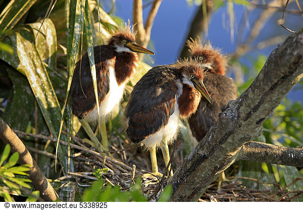Dreifarbenreiher (Egretta tricolor)  Jungvögel am Nest  Florida  USA  Amerika