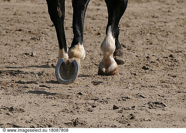 Dressage  dressage riding  hooves  horseshoes  outdoor riding arena