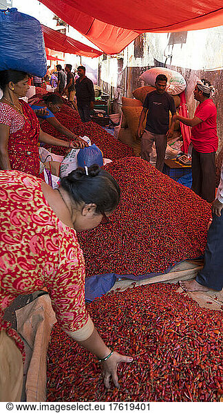 Dried chilli stall  Mapusa Friday market  India; Mapusa  Goa  India