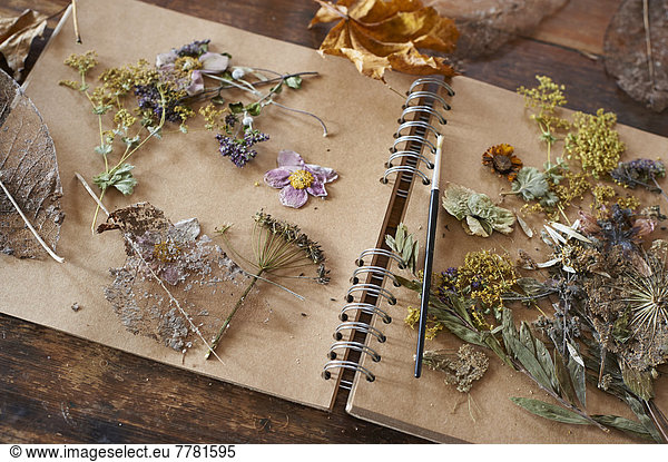 Dried flowers and herbs on notebook